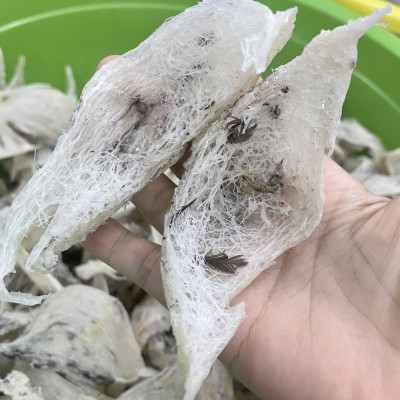 Yến thô bể đặc biệt hộp 100gr - yến sào cao cấp Đỗ Thị Toán - Tổ yến siêu ít lông - nhặt lông nhanh chóng - Ăn yến rất tốt cho tiêu hóa