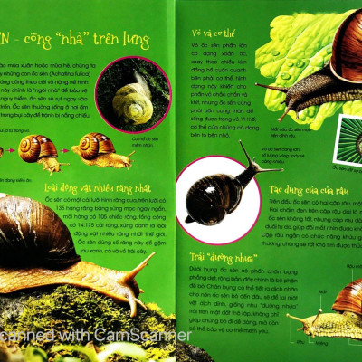 Động Vật Kỳ Quặc