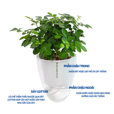Chậu tự tưới treo tường đáy trong suốt Monrovia, chất liệu nhựa PP, phù hợp mọi không gian nhà
