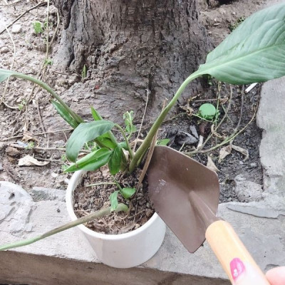 Xẻng làm vườn (8.5 X 28cm) cán gỗ nhỏ gọn tiện dụng Echo Metal - Hàng nội địa Nhật Bản.