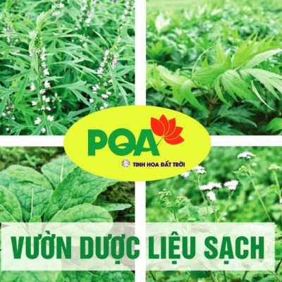 Hoạt Huyết Dưỡng Não PQA Thành Phần Từ Thiên Nhiên Giúp Tăng Cường Sự Hoạt Động Của Trí Não Hộp 50 Viên