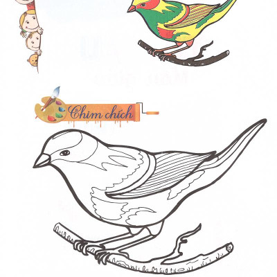 Tô Màu - Mẫu Giáo - Các Loài Chim
