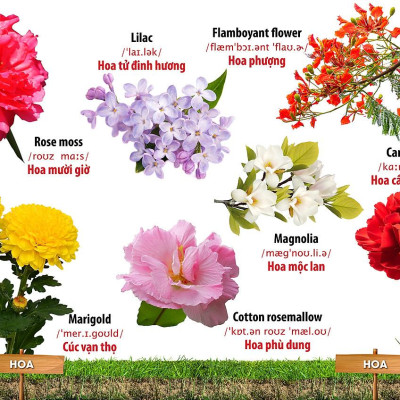 Từ Điển Bằng Hình - Song Ngữ Anh-Việt - Hoa, Quả, Rau, Củ