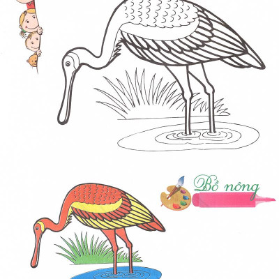 Tô Màu - Mẫu Giáo - Các Loài Chim