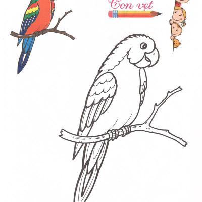 Tô Màu - Mẫu Giáo - Các Loài Chim
