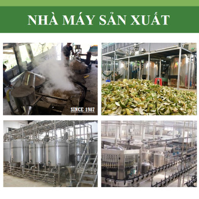 Tinh dầu Hương Nhu 100ml nguyên chất từ thiên nhiên - KingOil
