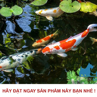 Sứ Lọc túi 1kg + Xốp lọc bể cá 90x30cm vật liệu lọc nước hồ thủy sinh siêu sạch