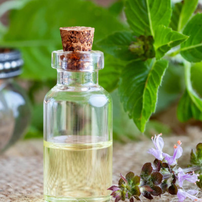 Tinh dầu Hương Nhu 100ml nguyên chất từ thiên nhiên - KingOil