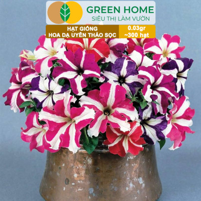 Hạt Giống Hoa Dạ Yến Thảo Sọc, Gói 0,03g~300 hạt, Màu Rực Rỡ, Dễ Trồng Quanh Năm, Nảy Mầm Cao H12