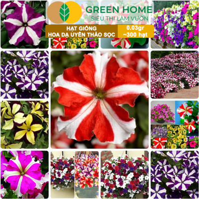 Hạt Giống Hoa Dạ Yến Thảo Sọc, Gói 0,03g~300 hạt, Màu Rực Rỡ, Dễ Trồng Quanh Năm, Nảy Mầm Cao H12