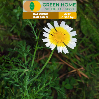 Hạt Giống Rau Tần Ô Greenhome, Gói 20g~3500 hạt, Cải Cúc Dễ Trồng, Thu Hoạch Nhanh R02