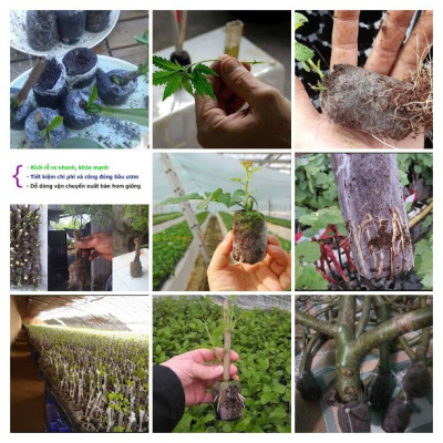 20 Viên nén xơ dừa - viên nén ươm hạt giống - viên nén trồng cây thủy canh