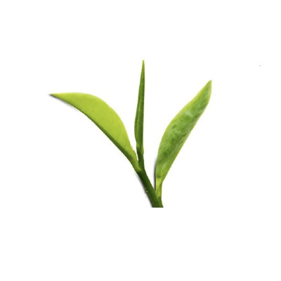 Combo 02 Hộp Trà Đinh Tiến Quan Trà xanh Tân Cương (500 g/hộp)