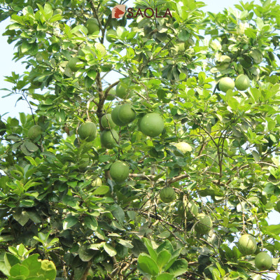 Tinh dầu Bưởi Huế thương hiệu Làng Hạ 30ml (Pomelo Peel oil): Giúp chăm sóc tóc, giảm rụng tóc, xông phòng, lọc không khí - Hàng Chính Hãng