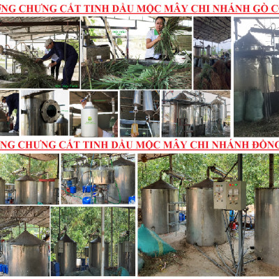 Tinh dầu Hương Thảo 10ml Mộc Mây - tinh dầu thiên nhiên nguyên chất 100% - chất lượng và mùi hương vượt trội