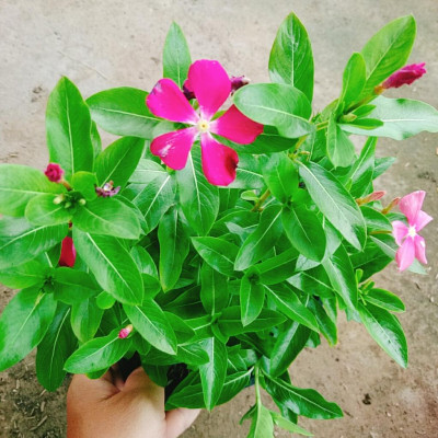 Cây hoa dừa cạn nhiều màu , cây nở hoa rực rỡ quanh năm, cây hoa cảnh trồng ban công, sân vườn + tặng phân bón