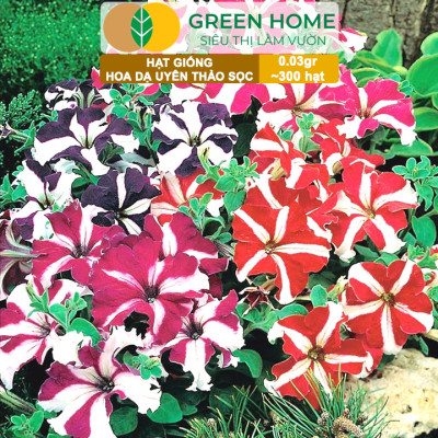 Hạt Giống Hoa Dạ Yến Thảo Sọc, Gói 0,03g~300 hạt, Màu Rực Rỡ, Dễ Trồng Quanh Năm, Nảy Mầm Cao H12