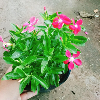 Cây hoa dừa cạn nhiều màu , cây nở hoa rực rỡ quanh năm, cây hoa cảnh trồng ban công, sân vườn + tặng phân bón