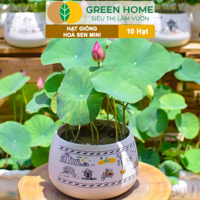 Hạt Giống Hoa Sen Mini GreenHome, Gói 10 Hạt, Nhiều Màu, Dễ Trồng, Dễ Chăm, Nảy Mầm Tốt H01