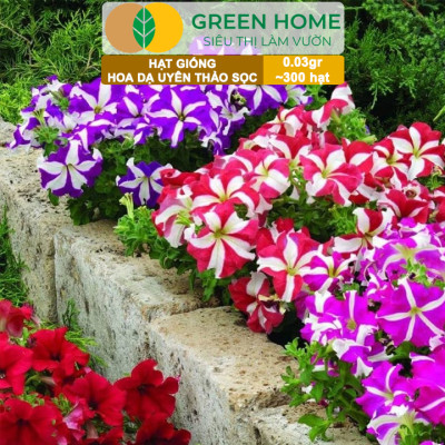 Hạt Giống Hoa Dạ Yến Thảo Sọc, Gói 0,03g~300 hạt, Màu Rực Rỡ, Dễ Trồng Quanh Năm, Nảy Mầm Cao H12